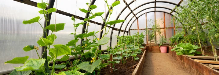 Gewächshaus mit Gurkenpflanzen und Tomaten.